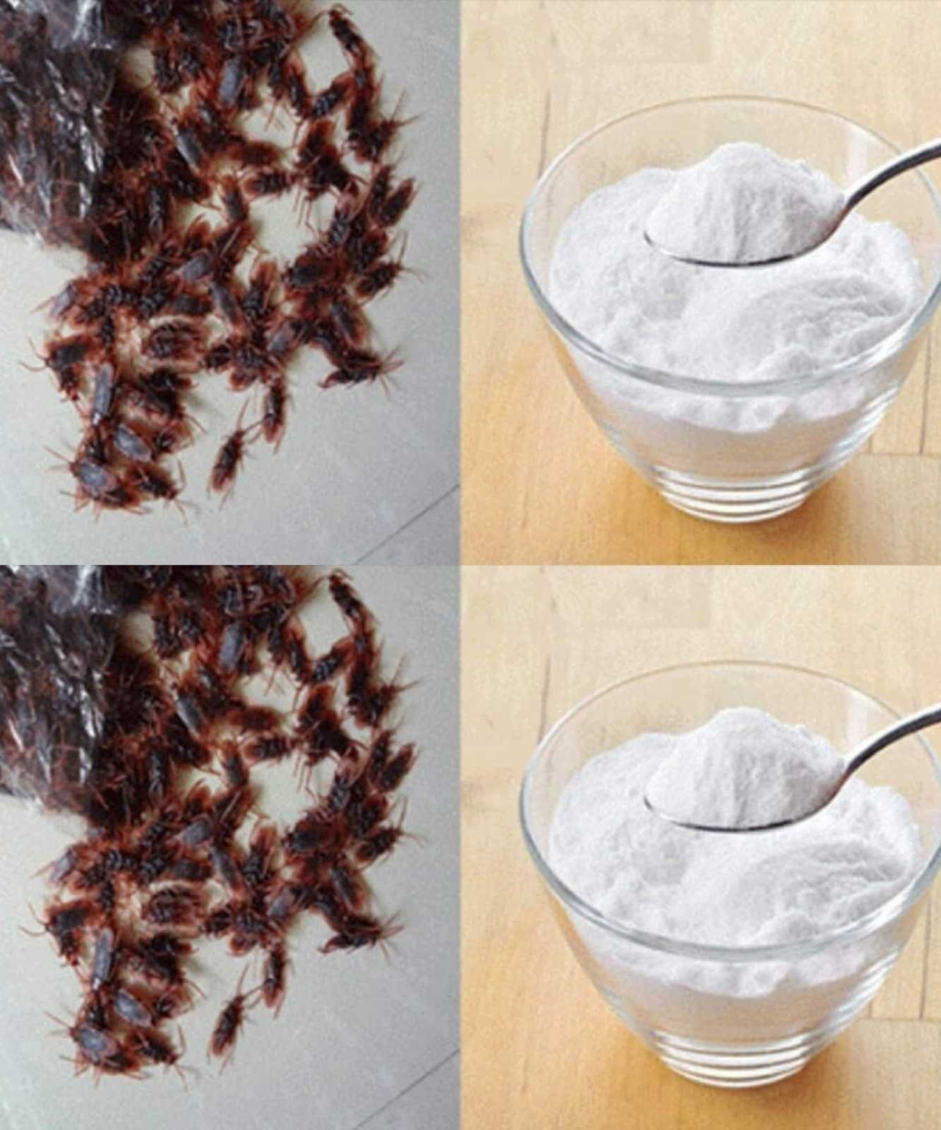 Cockroaches will disappear from your house thanks to this ingredient you have in the refrigerator