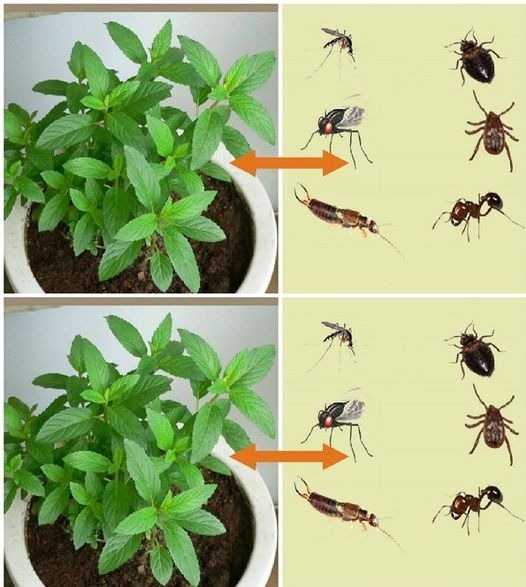 Harnessing the Power of Peppermint: A Natural Pest Repellent