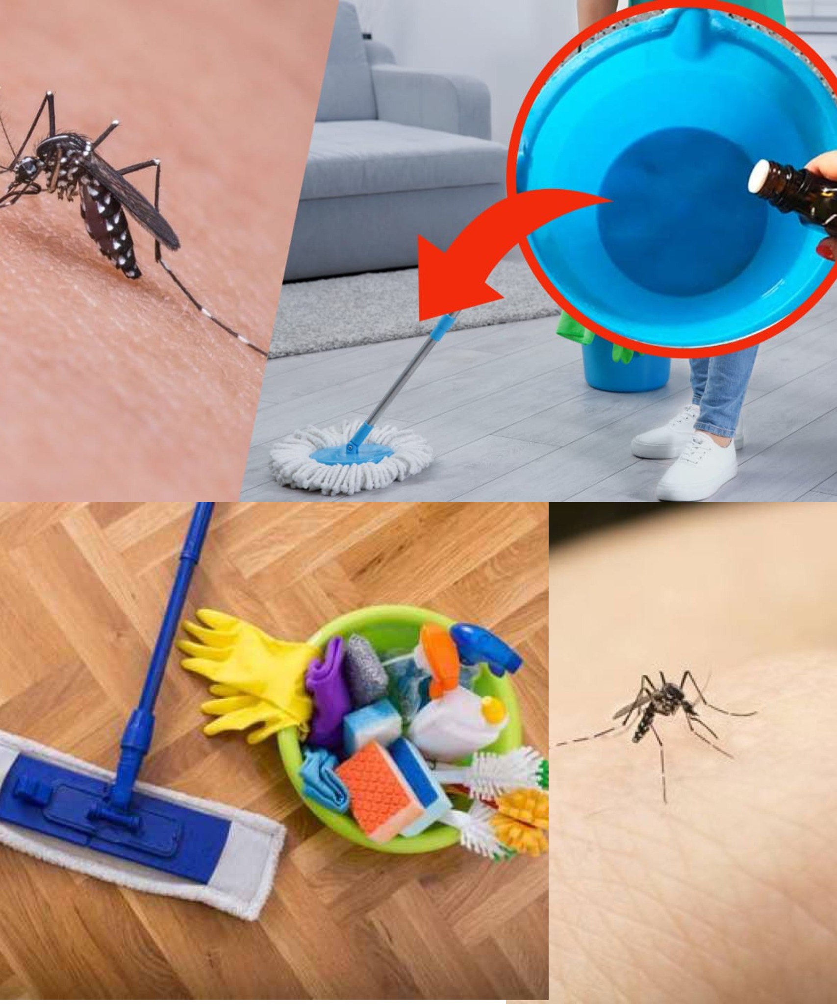 Say goodbye to mosquitoes for the whole summer, throw a pinch on the ground: you won’t even see a shadow
