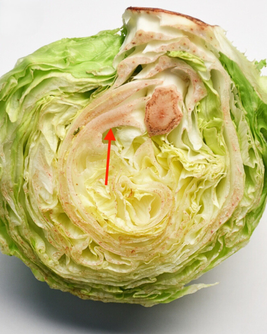 Why Does Lettuce Turn Pink? Understanding the Science Behind the Phenomenon
