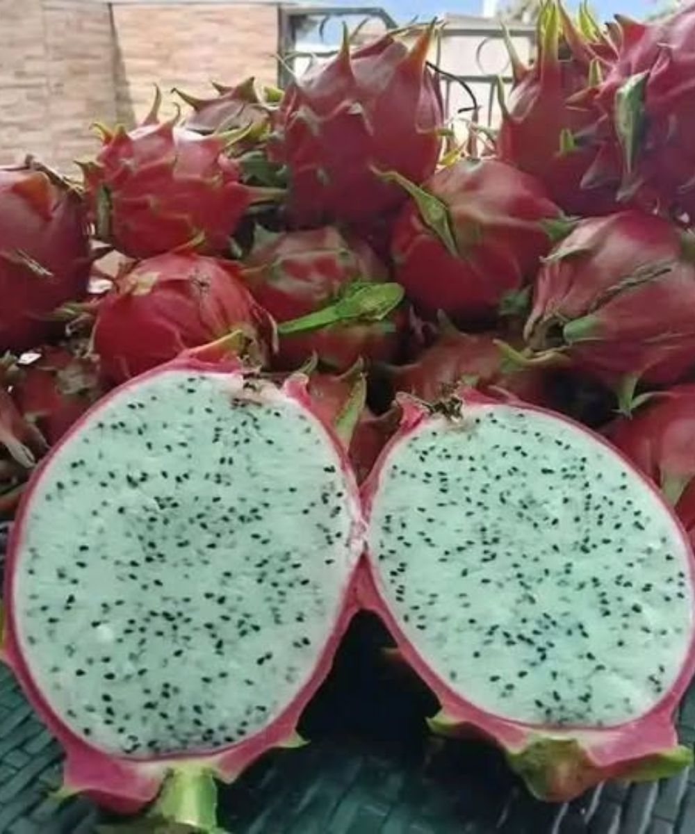 Doctor Explains What Happens When You Eat Dragon Fruit Regularly — The Surprising Benefits