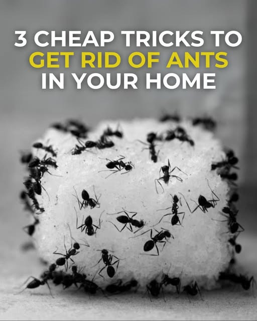 3 Cheap Tricks to Get Rid of Ants In Your Home