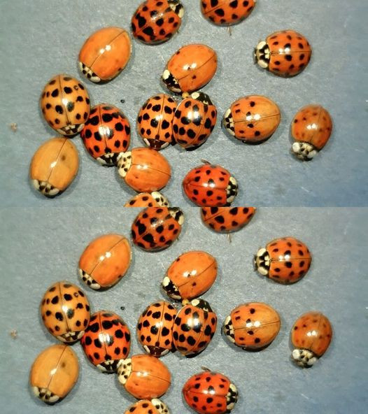 The significance of spotting a yellow ladybug.