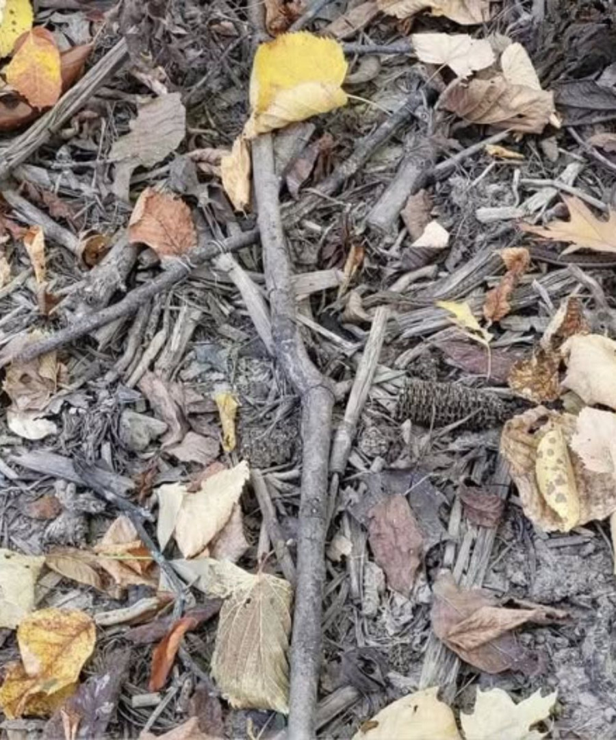 Tiny Snake Finds The Perfect Spot To Practice His Camouflage