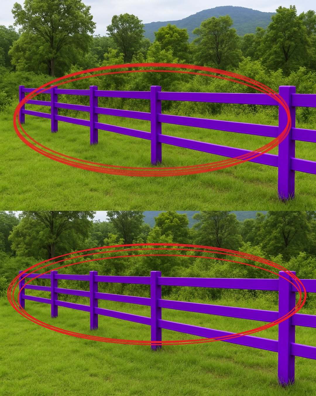 If You Spot a Painted Purple Fence, This Is What It Means