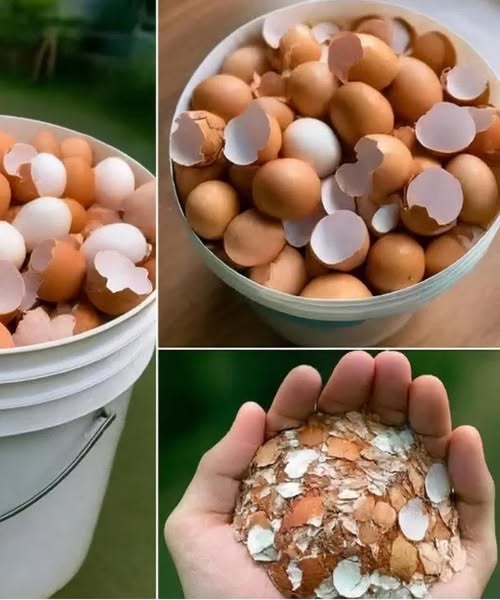 Before You Throw Away Those Eggshells, Read This — 13 Reasons They’re Worth Saving