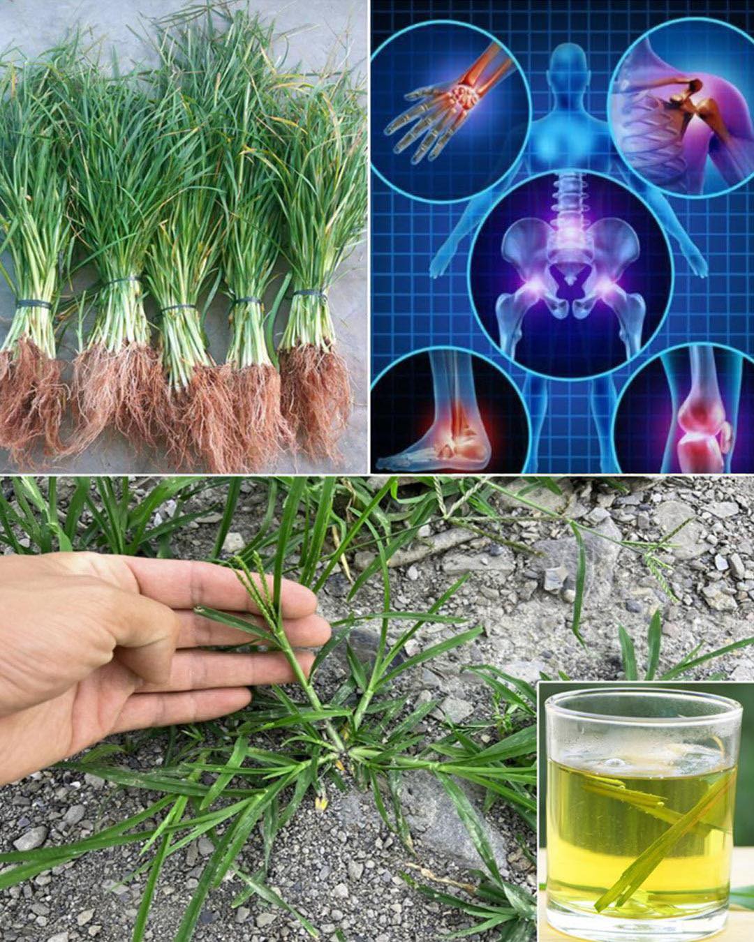 25 Incredible Health Benefits of Goosegrass