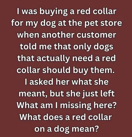 What a Red Dog Collar Really Means — And Why It’s So Important to Pay Attention