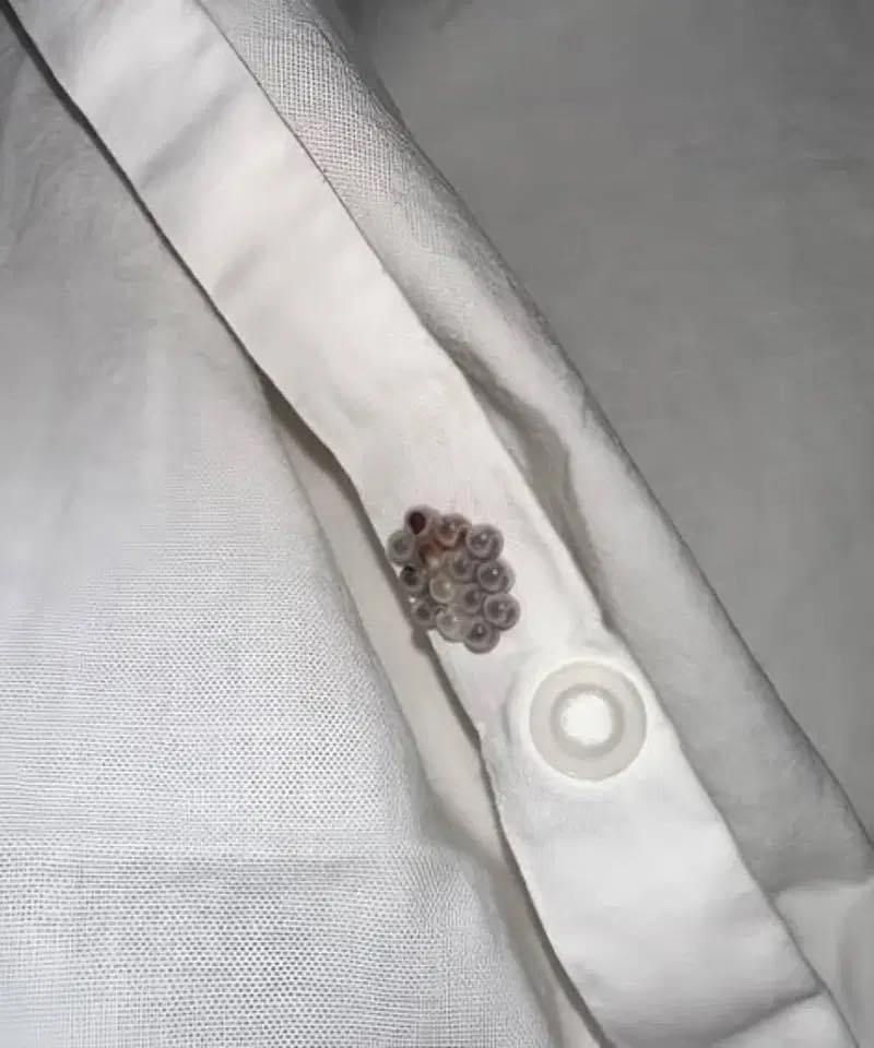 A Shocking Discovery in My Bed Turned Into a Wake-Up Call About Hidden Home Dangers