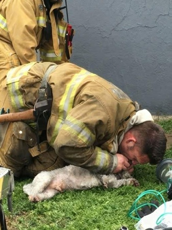 A brave group of firefighters saved a lifeless dog from a devastating fire, performing mouth-to-snout resuscitation to bring the animal back to life after it was pulled from the flames.