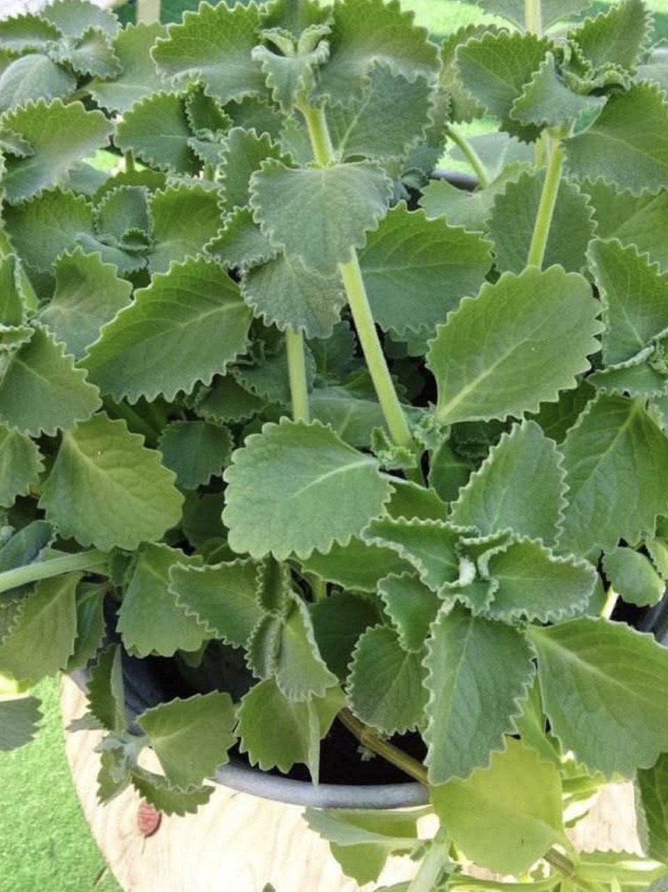 Just 1 Oregano Leaf Per Day: A Tiny Habit with Big Health Benefits