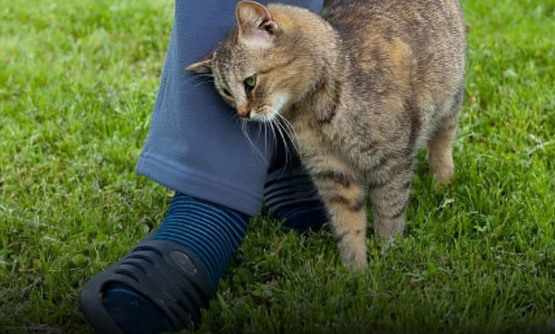 Getting to Know Your Cat: Why It Rubs and Scratches Against You