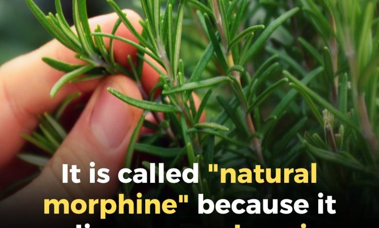 “A Natural Ally for Seniors: Key Benefits of This Plant”