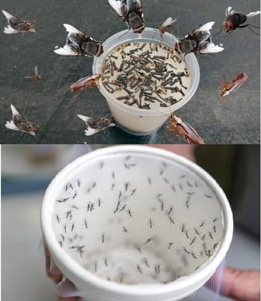 Natural Insect Repellent: A Simple Kitchen Solution for Eliminating Flies