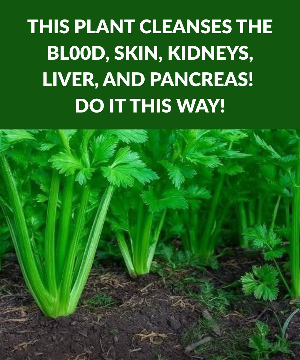 This plant for the brain and digestion