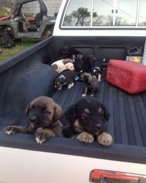 I ended up with a truck full of puppies after stopping for gas in the middle of nowhere