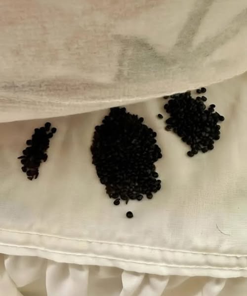 I Found Strange Black Grains Under My Mattress — What I Thought Were Insect Eggs Turned Out to Be Something Beautiful