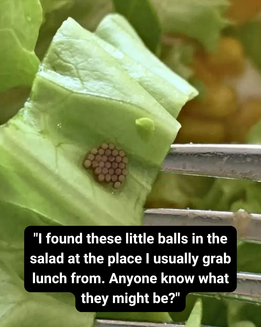 What She Discovered After Mistaking Something for Quinoa