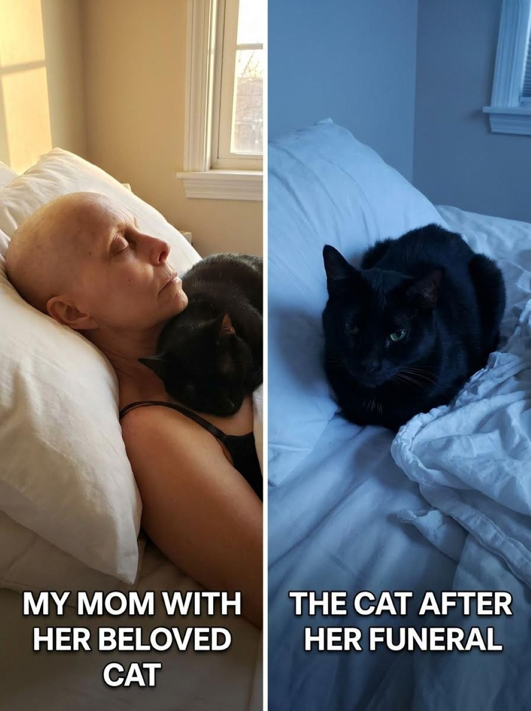 After My Mother Passed Away, Her Cat Disappeared — and Christmas Eve Brought an Unexpected Turn
